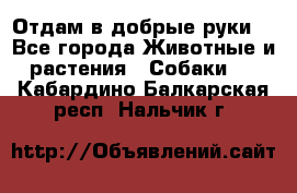 Отдам в добрые руки  - Все города Животные и растения » Собаки   . Кабардино-Балкарская респ.,Нальчик г.